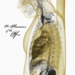 Pet Slimmers Of The Year - "...And The Sky Fell"